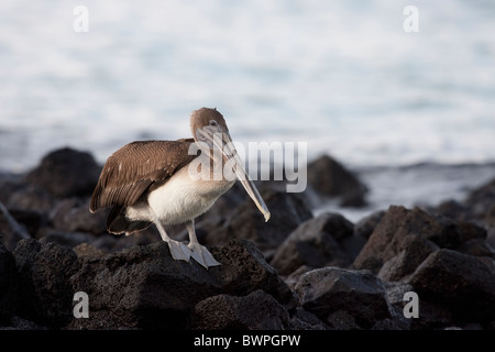 Brauner Pelikan (Pelecanus Occidentalis Urinator), Galapagos Unterart, unreifen ruht auf Santa Cruz Island, Galapagos. Stockfoto