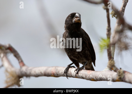 Große Boden-Fink (Geospiza Magnirostris), männliche auf Santa Cruz Island, Galapagos. Stockfoto