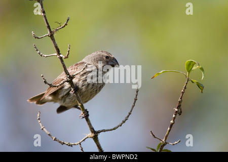 Mittlerer Boden-Fink (Geospiza fortis), Weiblich auf Santa Cruz Island, Galapagos. Stockfoto