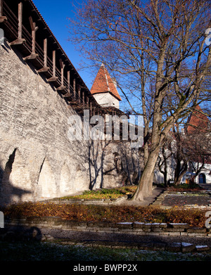 Stadtmauer von Tallinn in Estland im Winter mit kleinen Garten unter die Holzwege Stockfoto