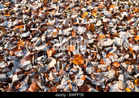 Tilleul / Kalk Baum Laub - Frankreich. Stockfoto