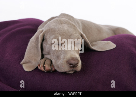 Weimaraner Welpe liegend Stockfoto