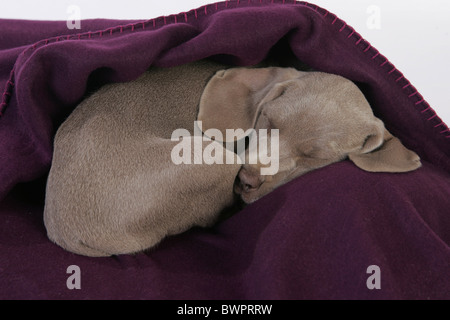 Weimaraner Welpe liegend Stockfoto