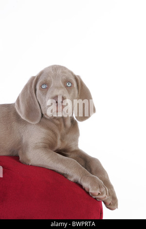 Weimaraner Welpe liegend Stockfoto