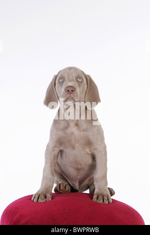 Weimaraner Welpe sitzend Stockfoto