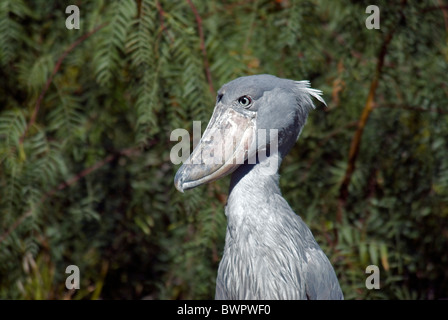 Schuhschnabel Balaeniceps Rex Vogel Porträt-Seitenfläche Stockfoto