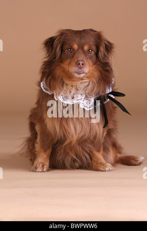 Mischling Stockfoto