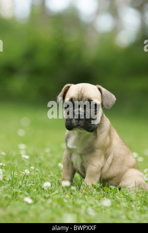 Französische Bulldogge Welpen Stockfoto