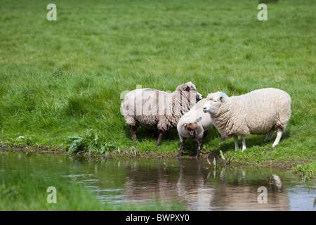 Schafe mit jungen grasen im Sommerwiese Salisbury England Stockfoto