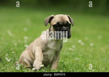 Französische Bulldogge Welpen Stockfoto