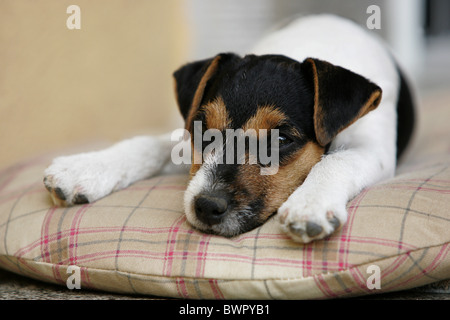 Jack-Russell-Terrier Welpen Stockfoto