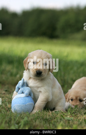Golden Retriever Welpen Stockfoto