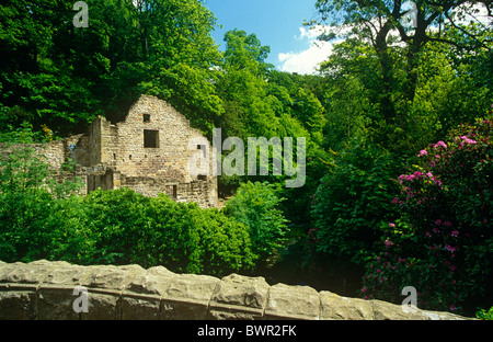 Jesmond Dene, Newcastle Upon Tyne, Tyne and Wear, England Stockfoto