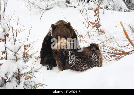 Ursus Arctos europäischen Hybriden Hybriden Braunbär Bayerischer Wald Nationalpark Bayern Deutschland Europa gewinnen Stockfoto