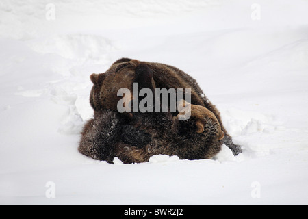 Ursus Arctos europäischen Hybriden Hybriden Braunbär Bayerischer Wald Nationalpark Bayern Deutschland Europa gewinnen Stockfoto