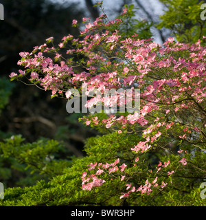 Ein 'Rubra' blühende Hartriegel im Napoleon III Park in Vichy. Cornouiller À Fleurs "Rubra" Dans le Parc À Vichy Napoleon III. Stockfoto