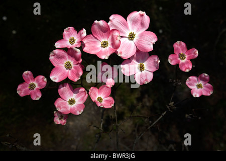 Eine blühende Hartriegel (Cornus Florida Rubra) in einem Garten. Cornouiller À Fleurs Dans un Jardin 'Rubra' (Cornus Florida Rubra). Stockfoto