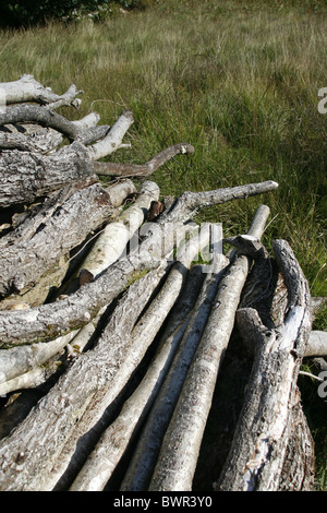 Haufen von geschnittenen Äste im Feld in Landschaft Stockfoto