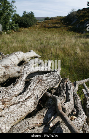 Haufen von geschnittenen Äste im Feld in Landschaft Stockfoto