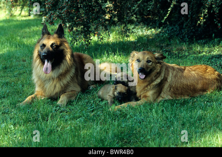 Harzer Fuchs Hunde Welpen Nachwuchs Schäferhund junge Tiere Tiere Hund Stockfoto