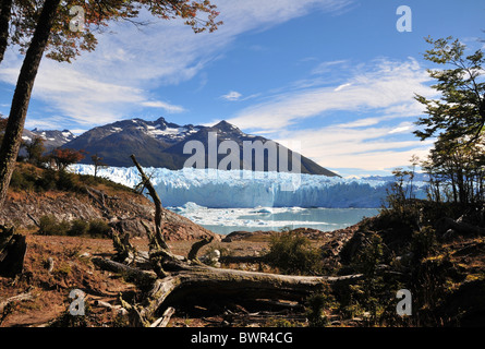 Gefallenen Baum liegend auf einer Lichtung im herbstlichen Buchenwald, mit Blick auf den Perito Moreno Gletscher Terminus, Brazo Rico, Anden Stockfoto