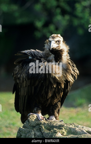 Mönchsgeier Aegypius Monachus Tiere Vogel Stockfoto