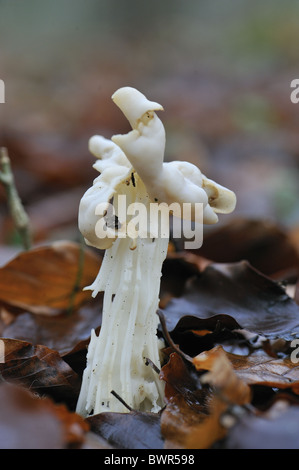 Weißer Sattel - Elfin Saddle - gemeinsame Helvel (Helvella Crispa) im Herbst - Louvain-La-Neuve - Belgien Stockfoto