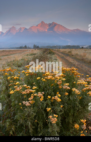 Früh am Morgen leuchtet die Gipfel der hohen Tatra in der Slowakei Stockfoto