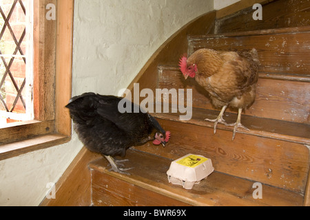 Haustier Hühner im Haus des Besitzers Stockfoto