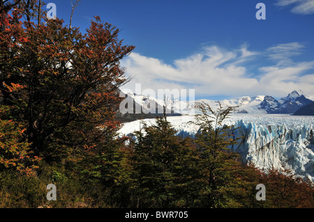 Blau weißes Eis Perito-Moreno-Gletscher Endstation, angesehen durch Herbst Laub Buche Bäume, von der Halbinsel Magallenes, Anden Stockfoto