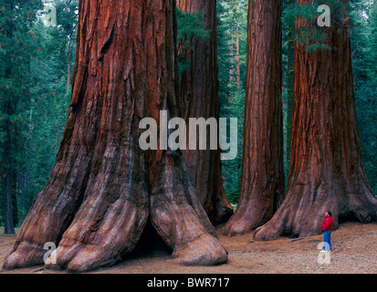 USA Amerika USA Nordamerika Kalifornien Yosemite Nationalpark Giant Sequoia Baum Bäume am Maripos Stockfoto