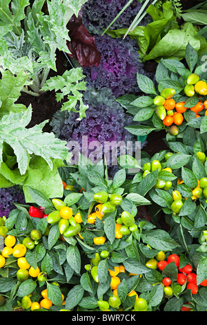 Pfeffer und dekorative essbare Salat und andere Pflanzen wachsen UK Stockfoto