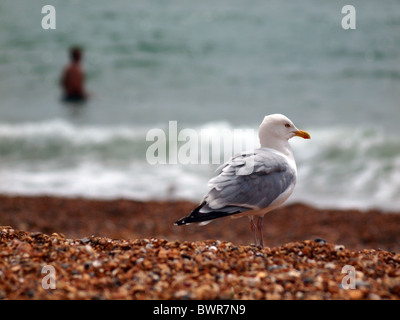 Eine Möwe steht auf Brightons Kiesstrand Blick auf das Meer wie ein Schwimmer in das Wasser im Hintergrund nimmt. Stockfoto