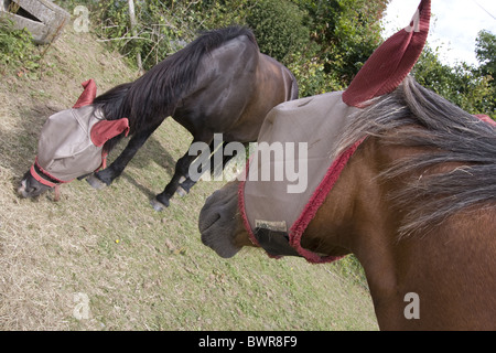 zwei Pferde tragen fliegen Bildschirm Kopfmaske Stockfoto