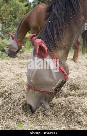 Pferde tragen Rambo Beschützer fliegen Maske Stockfoto