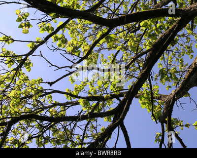 Südlichen Catalpa Catalpa Bignonioides Baum Zweige Blätter blauen Himmel