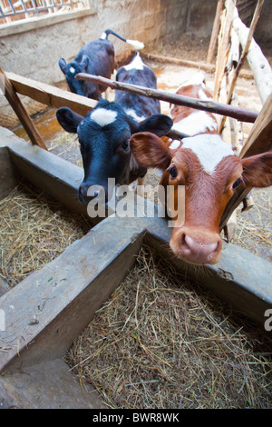 Kälber füttern (kenianische NGO) Maji Mazuri Zentrum, Nairobi, Kenia Stockfoto