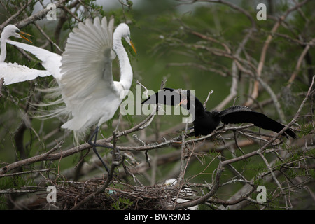 Silberreiher (Casmerodius Albus) - Louisiana - USA - mit Anhinga Stockfoto