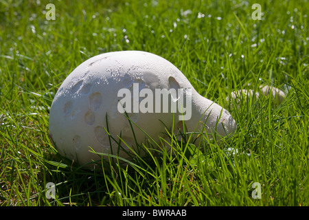 Giant Puffball, Calvactia Gigantea, Sussex, England Stockfoto