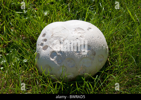 Giant Puffball, Calvactia Gigantea, Sussex, England Stockfoto