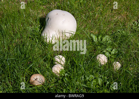 Giant Puffball, Calvactia Gigantea & Pilze im Feld Sussex, England Stockfoto