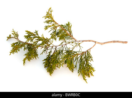 Rot-Zeder (Juniperus Virginiana) Zweig auf weißem Hintergrund Stockfoto