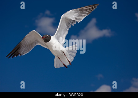 Lachend Gull (Larus Atricilla) - Erwachsene in Zucht Gefieder - am Golf von Mexiko Küste - Mississippi - Vereinigte Staaten Stockfoto