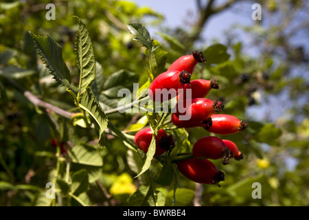 Wildl Rose Hüfte Rosa caninus Stockfoto