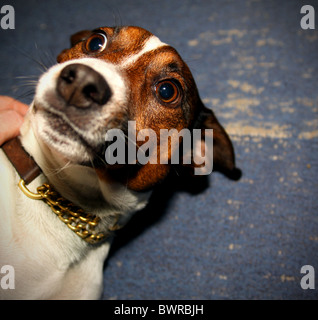 Jack Russell Terrier suchen aufgeschreckt, am Boden liegend Stockfoto