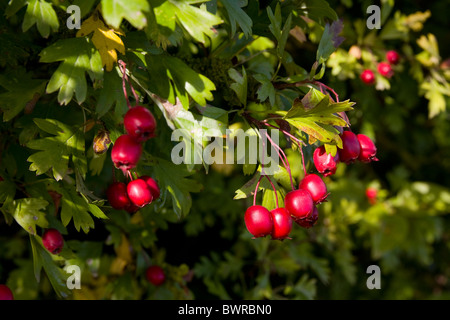 rote Beeren von Weißdorn Bush, Crataegus monogyna Stockfoto