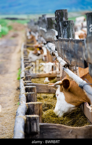 Bauernhof Kühe essen Heu von der Fütterung rack Stockfoto