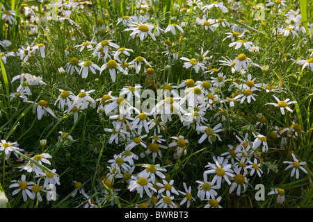 wilden Gänseblümchen wachsen am Feldrand in Hampshire, England Stockfoto