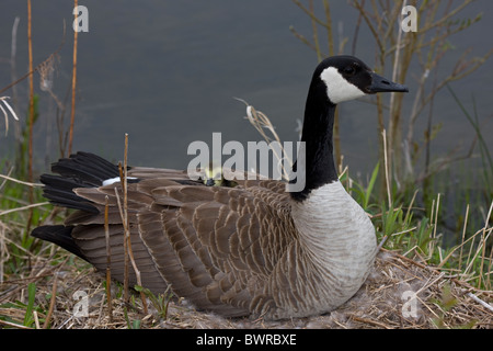 Kanadagans (Branta Canadensis) Mutter mit jungen am Nest - New York-USA Stockfoto