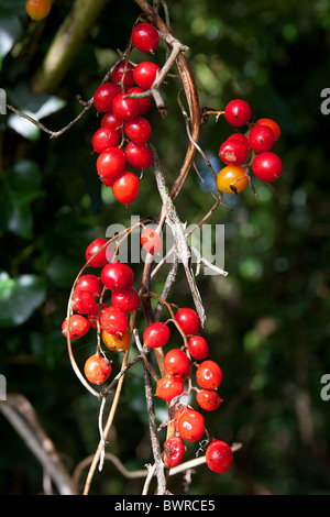 Schwarz-Zaunrübe Beeren; Tamus communis Stockfoto